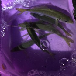 夜中にサビキ釣り